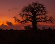 Baobab Tree at sunrise - Zanzibar Island, Tanzania Travel and Nature Photography by Tarek ElBaradie